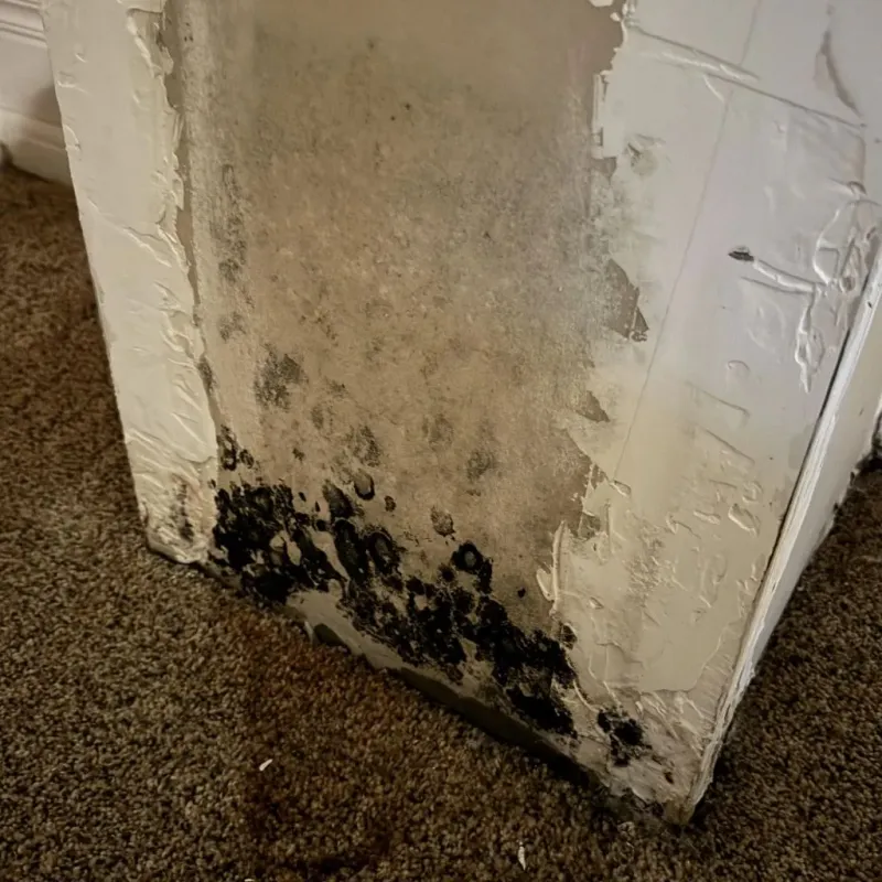 Professional Mold Removal in McKinleyville, CA